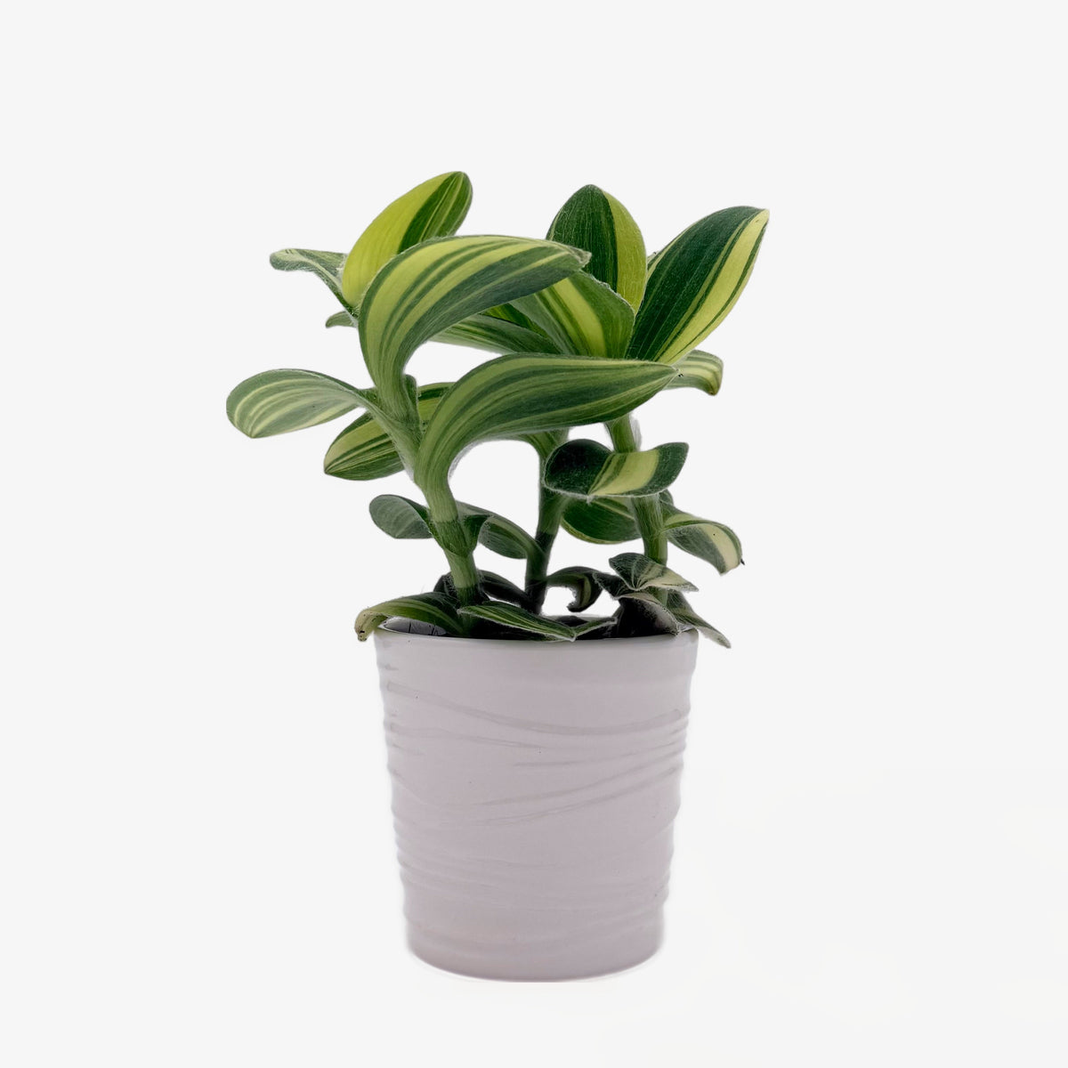 Inch Plant 'Feeling Trendy', view 2