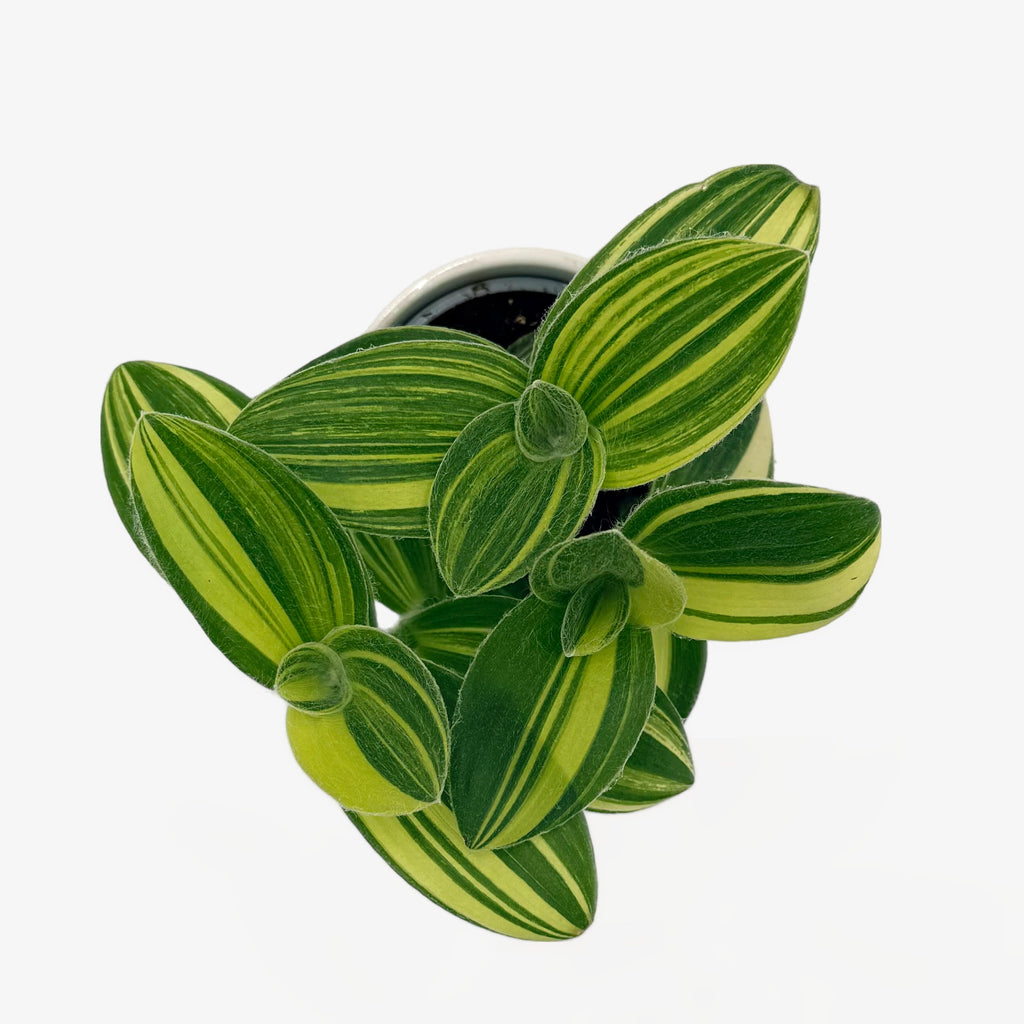 Inch Plant 'Feeling Trendy', view 3