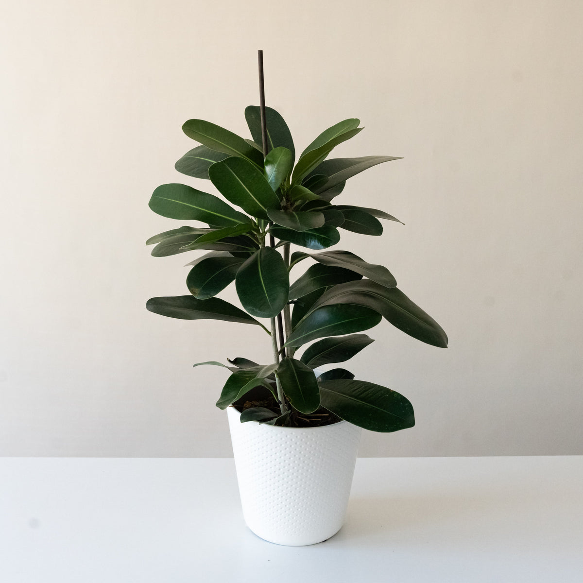 Small ficus tree with glossy oval green leaves on woody stems