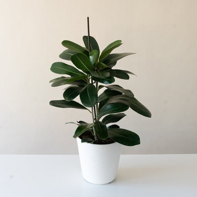 Indian Laurel Fig 'Celebrate'