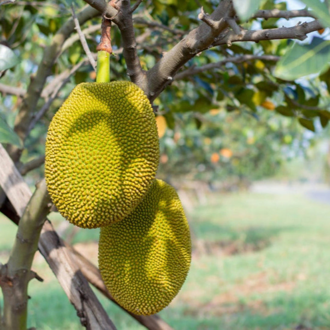 Jackfruit