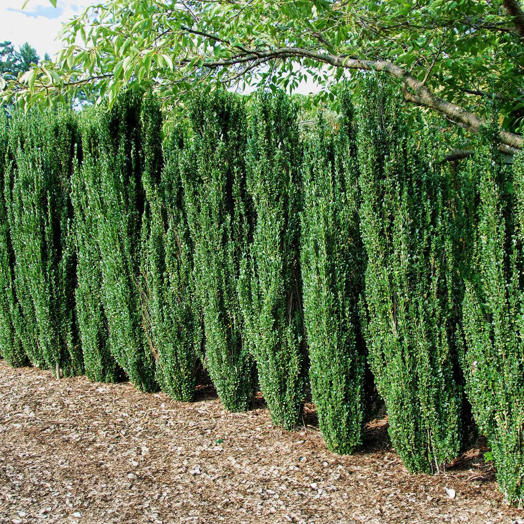 Narrow columnar holly with small glossy dark green leaves