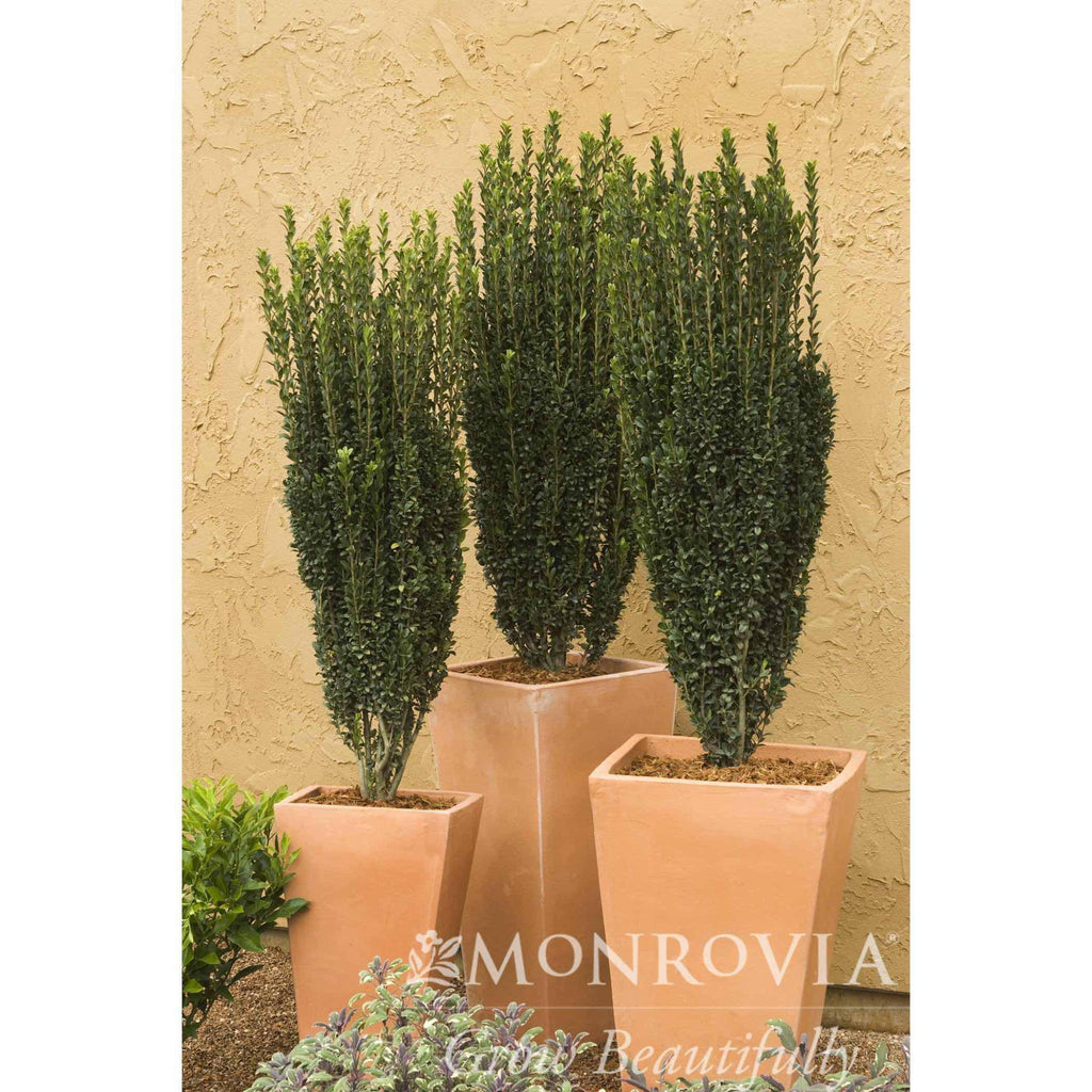 Narrow columnar holly with small glossy dark green leaves (view 2)