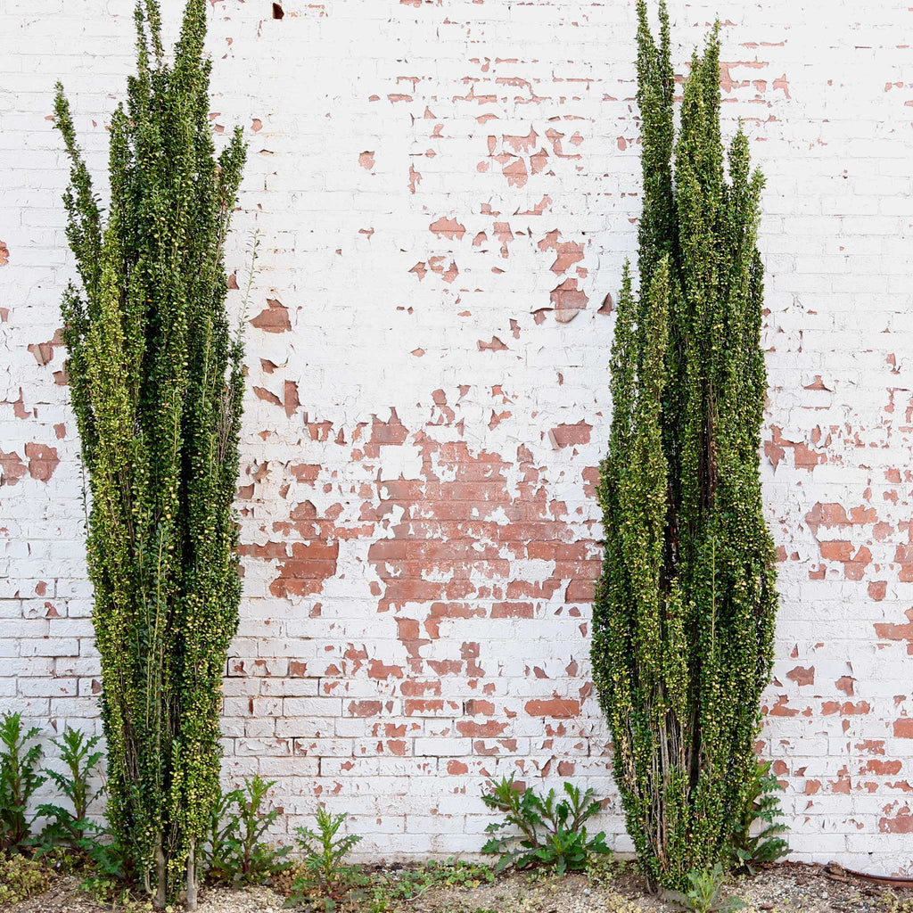 Narrow columnar holly with small glossy dark green leaves (view 4)