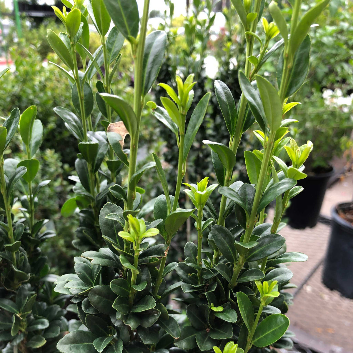 Narrow columnar holly with small glossy dark green leaves (view 5)