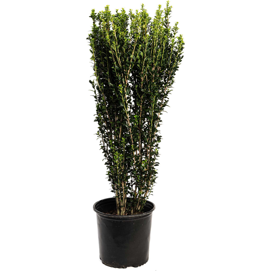 Narrow columnar holly with small glossy dark green leaves (view 6)