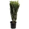 Narrow columnar holly with small glossy dark green leaves (view 6)