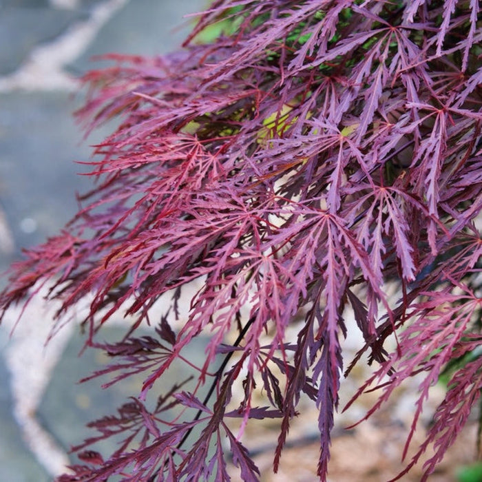 Japanese Maple 'Crimson Queen'