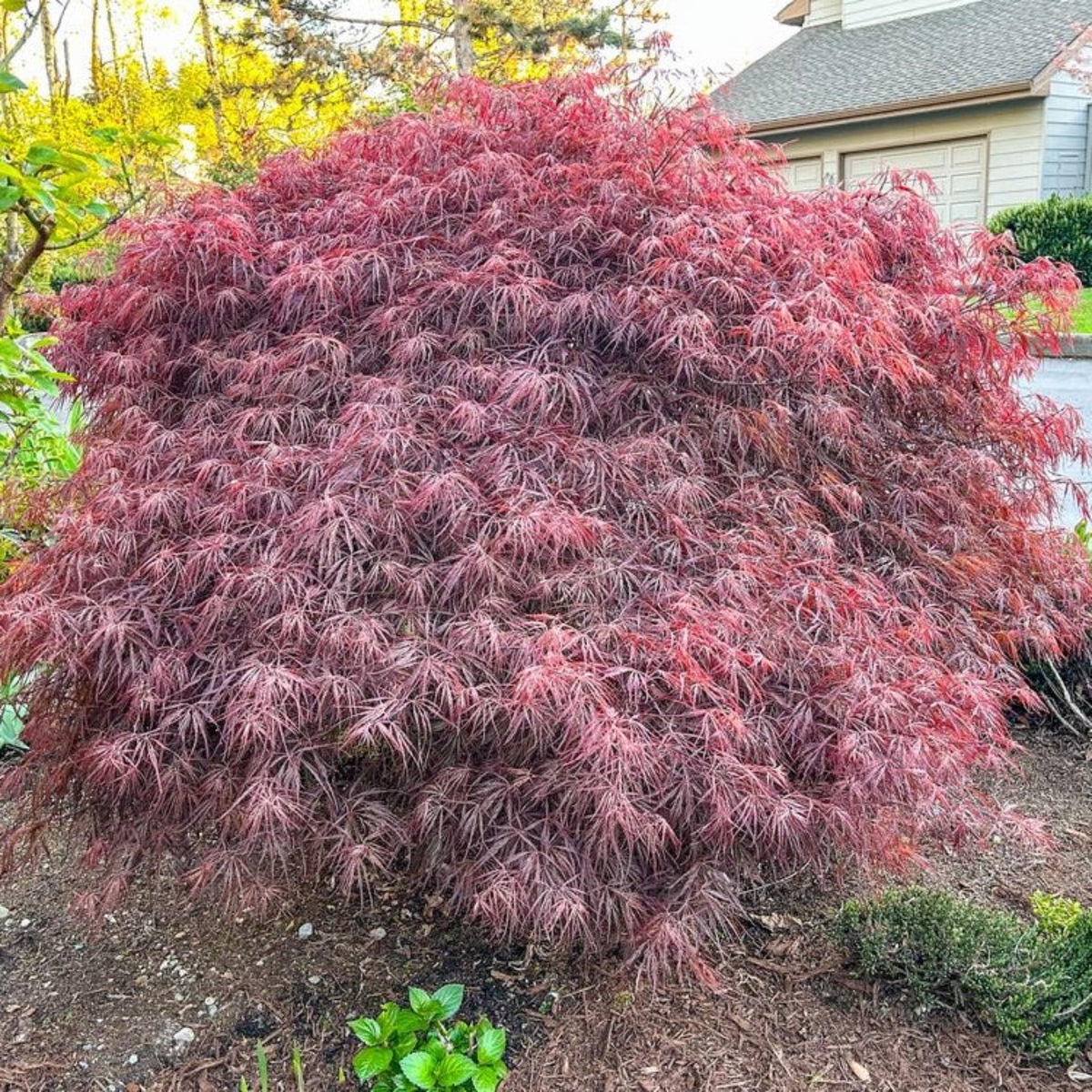 Weeping laceleaf Japanese maple with finely cut deep red leaves (view 2)