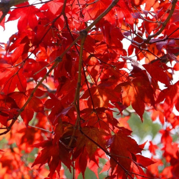 Japanese Maple 'Emperor I'