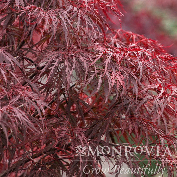 Japanese Maple 'Red Dragon'