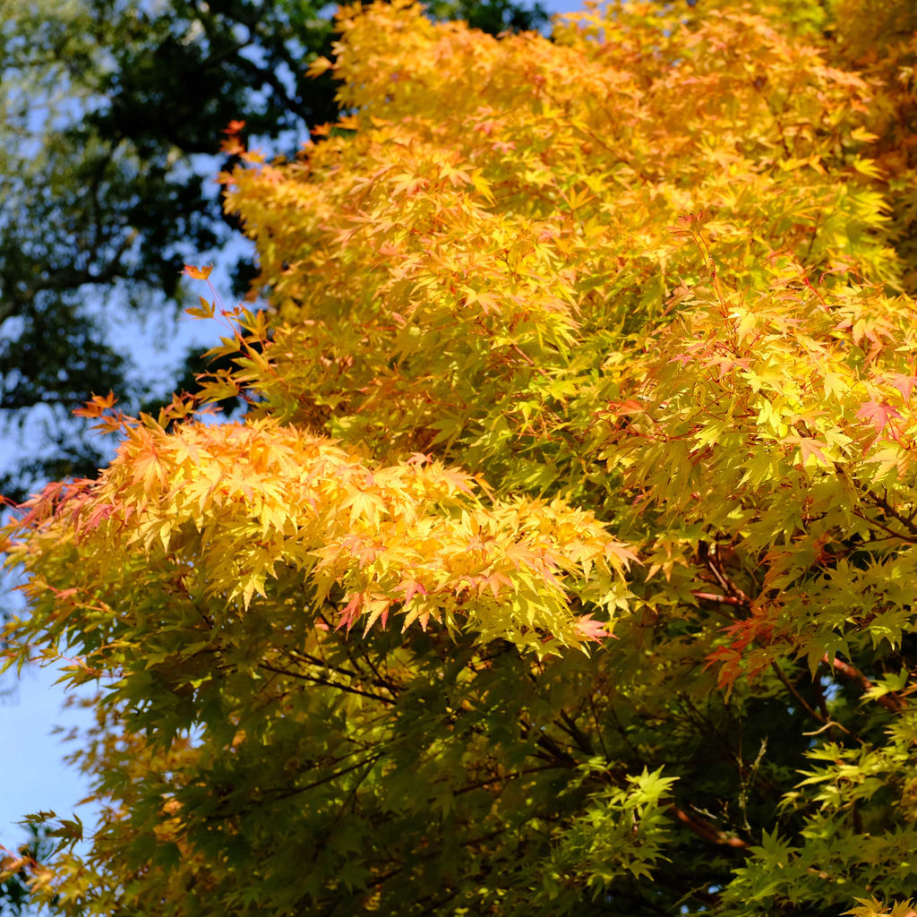 Japanese maple with bright coral-red young stems