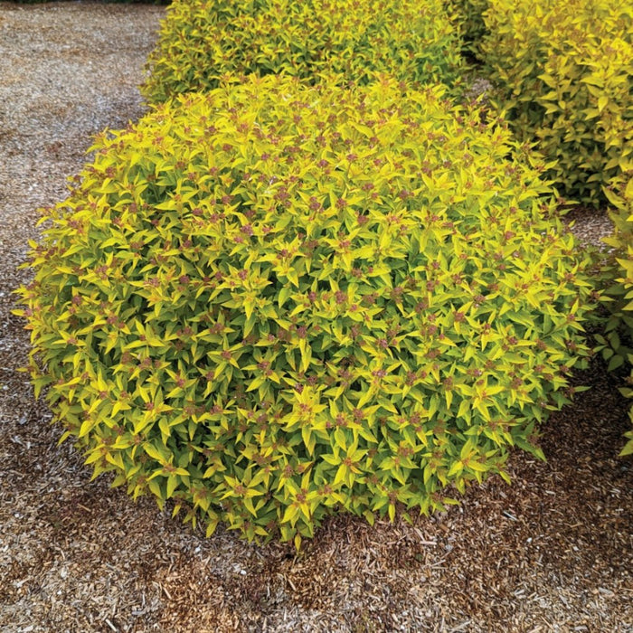 Japanese Spirea 'Golden Jack'