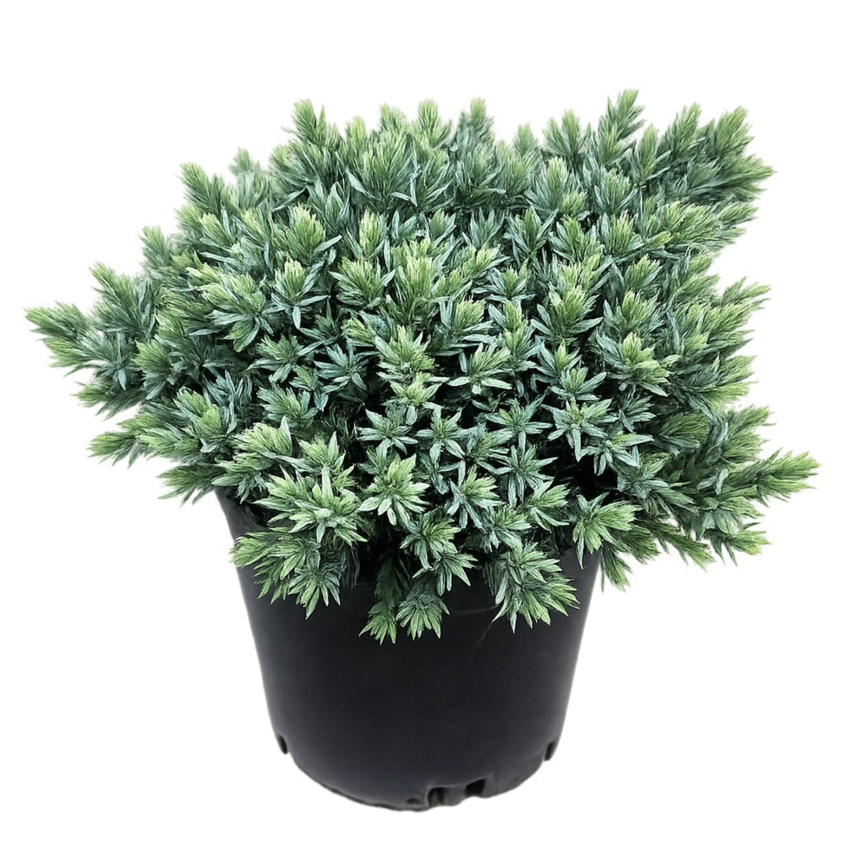 Low mound of dense steel-blue juniper foliage