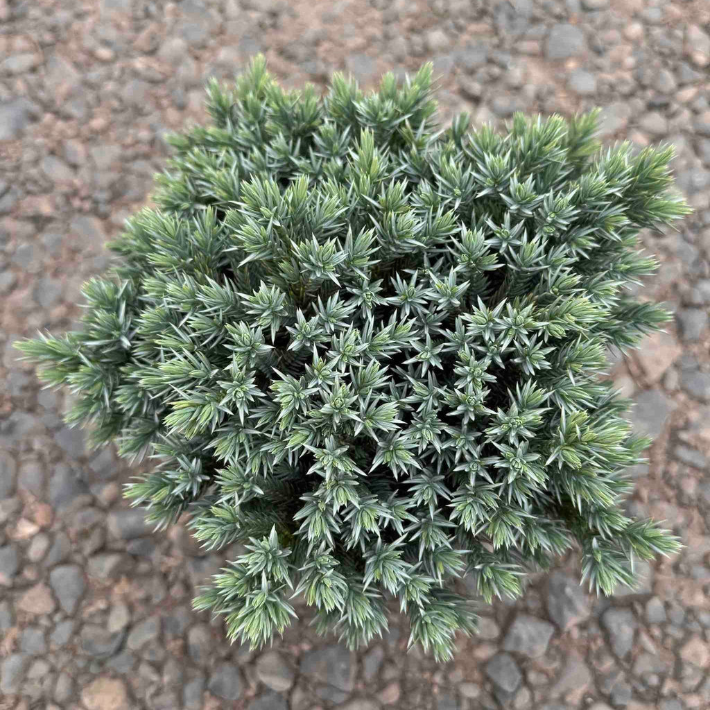 Low mound of dense steel-blue juniper foliage (view 2)