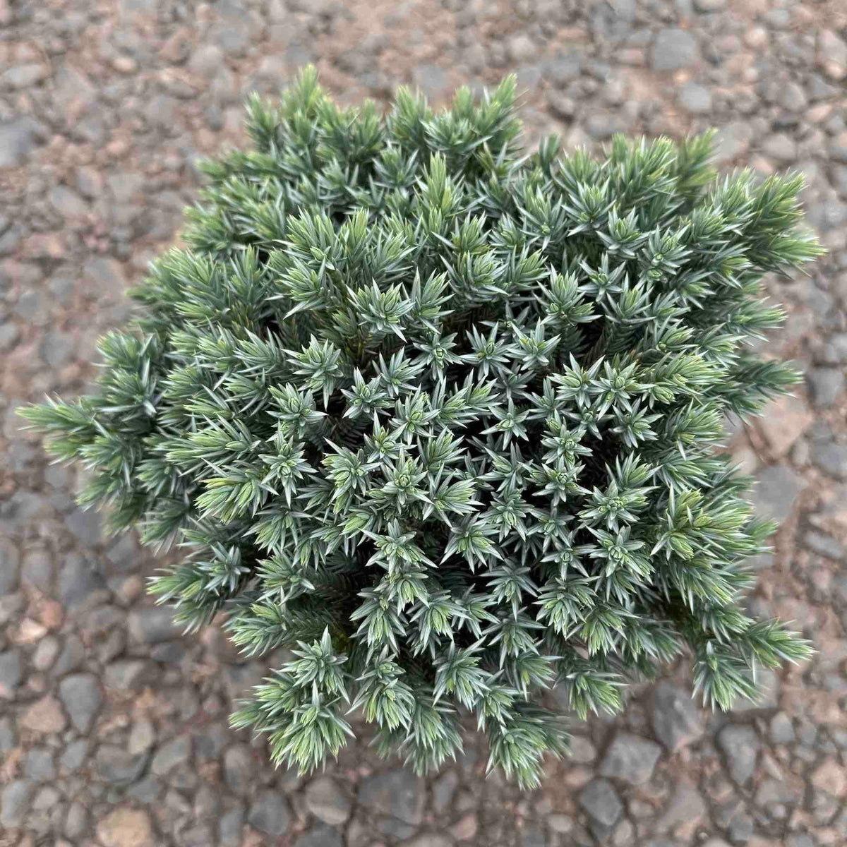 Low mound of dense steel-blue juniper foliage (view 2)