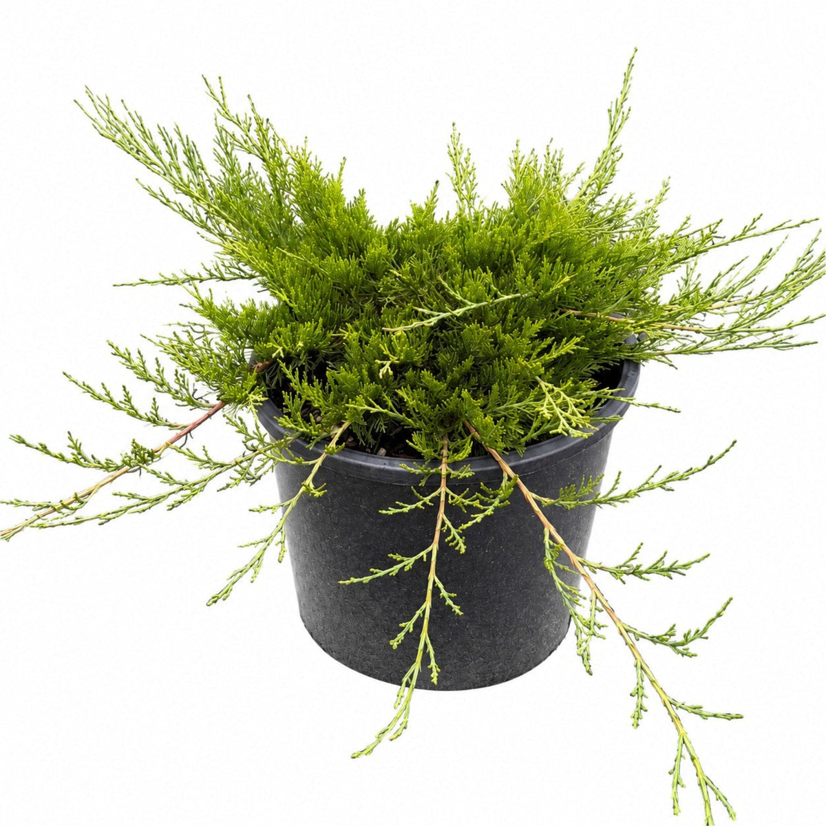 Low spreading juniper with soft feathery bright green foliage