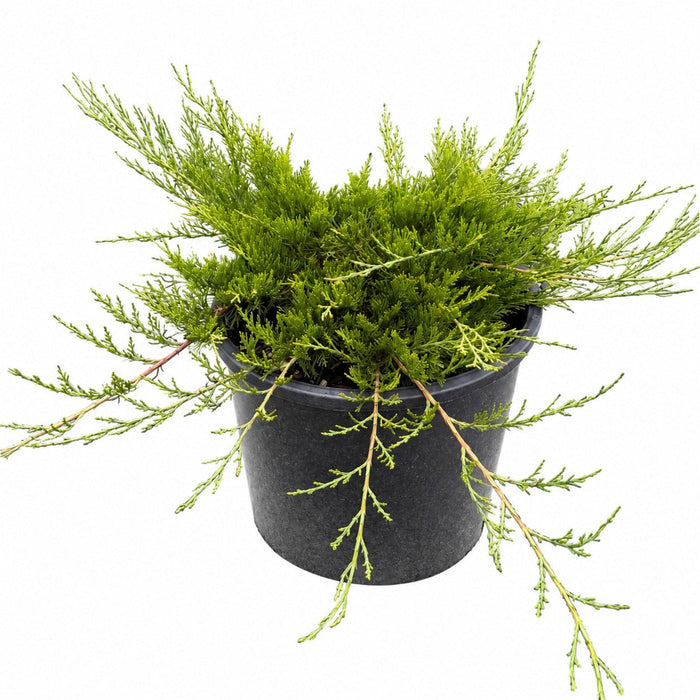 Juniper 'Buffalo'