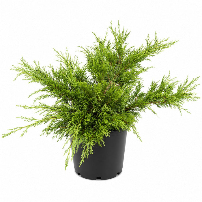 Juniper 'Calgary Carpet'