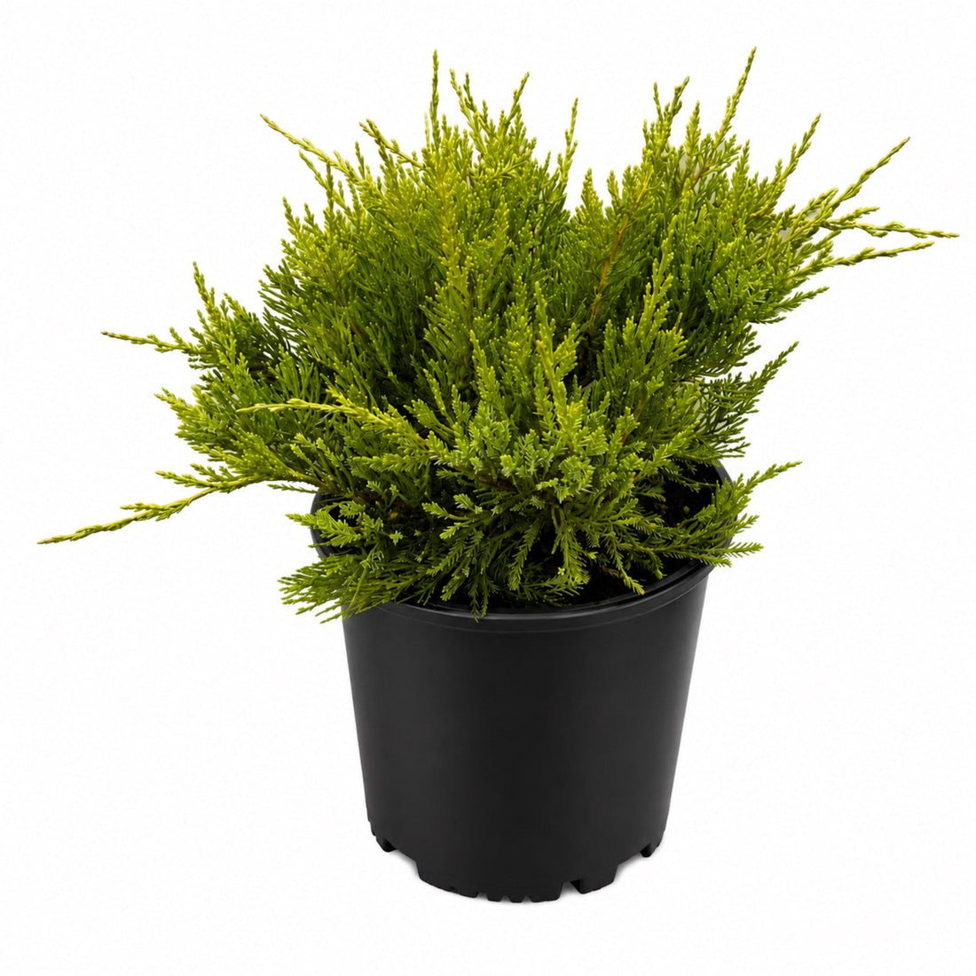 Chinese Juniper