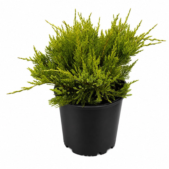Juniper 'Sea Green'