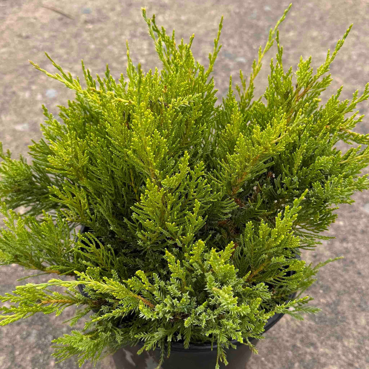 Juniper with arching branches of soft deep green foliage (view 2)