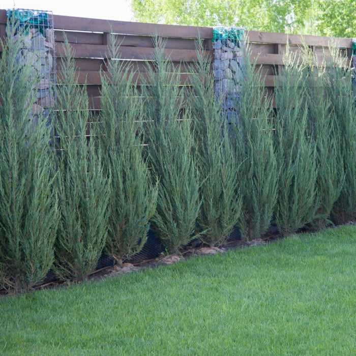 Juniper 'Skyrocket'