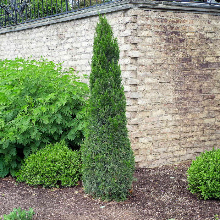 Juniper 'Spartan'