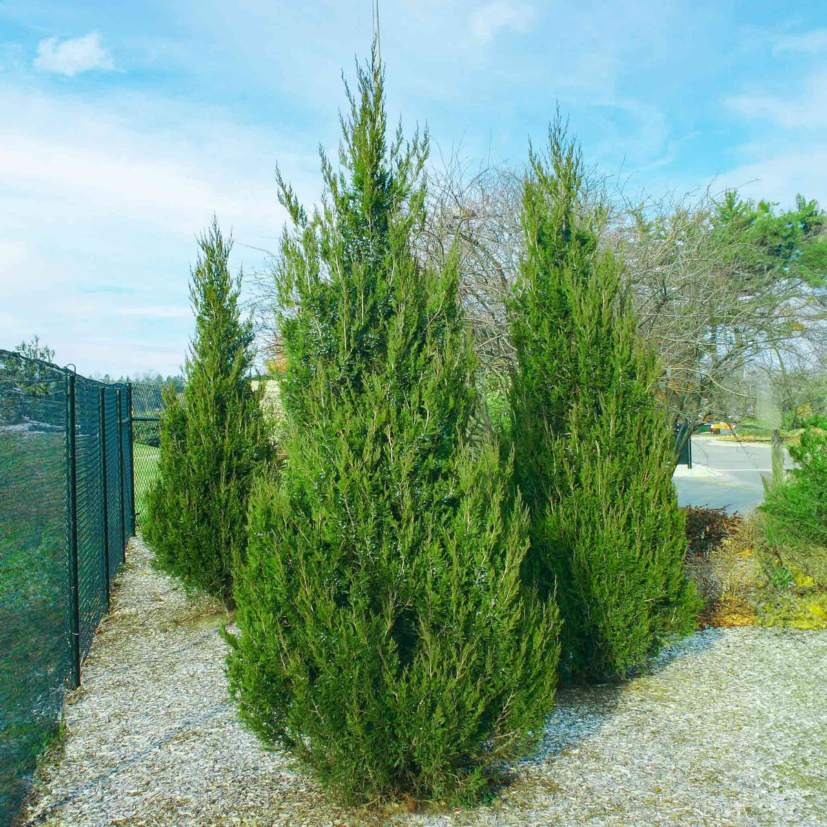 Dense columnar juniper with deep green foliage (view 2)