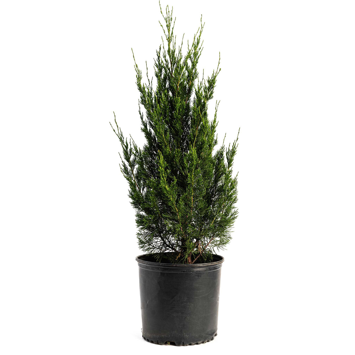 Dense columnar juniper with deep green foliage (view 3)