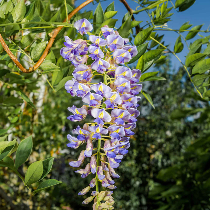 Kentucky Wisteria 'Blue Moon'