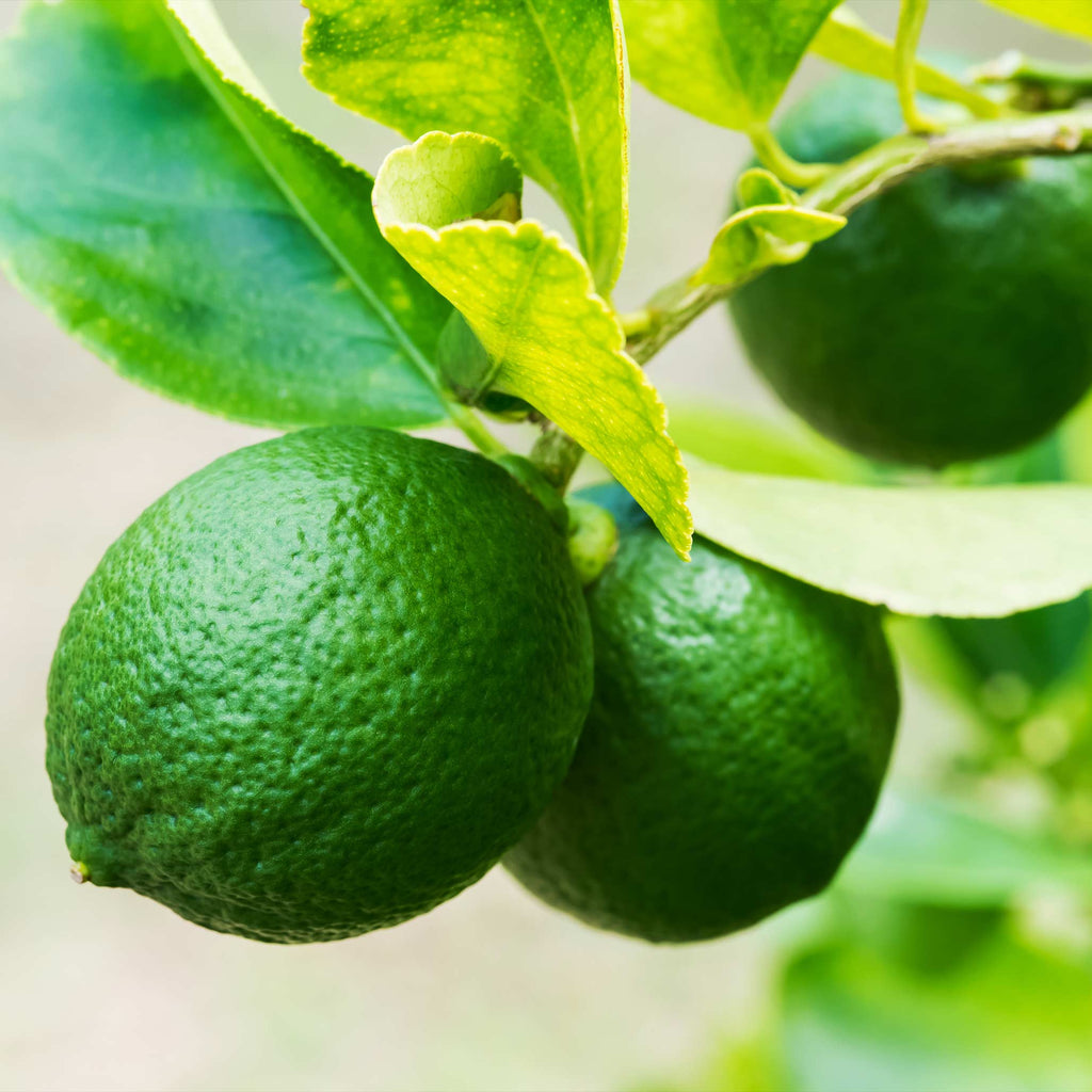 Key lime tree with glossy green leaves and small round limes