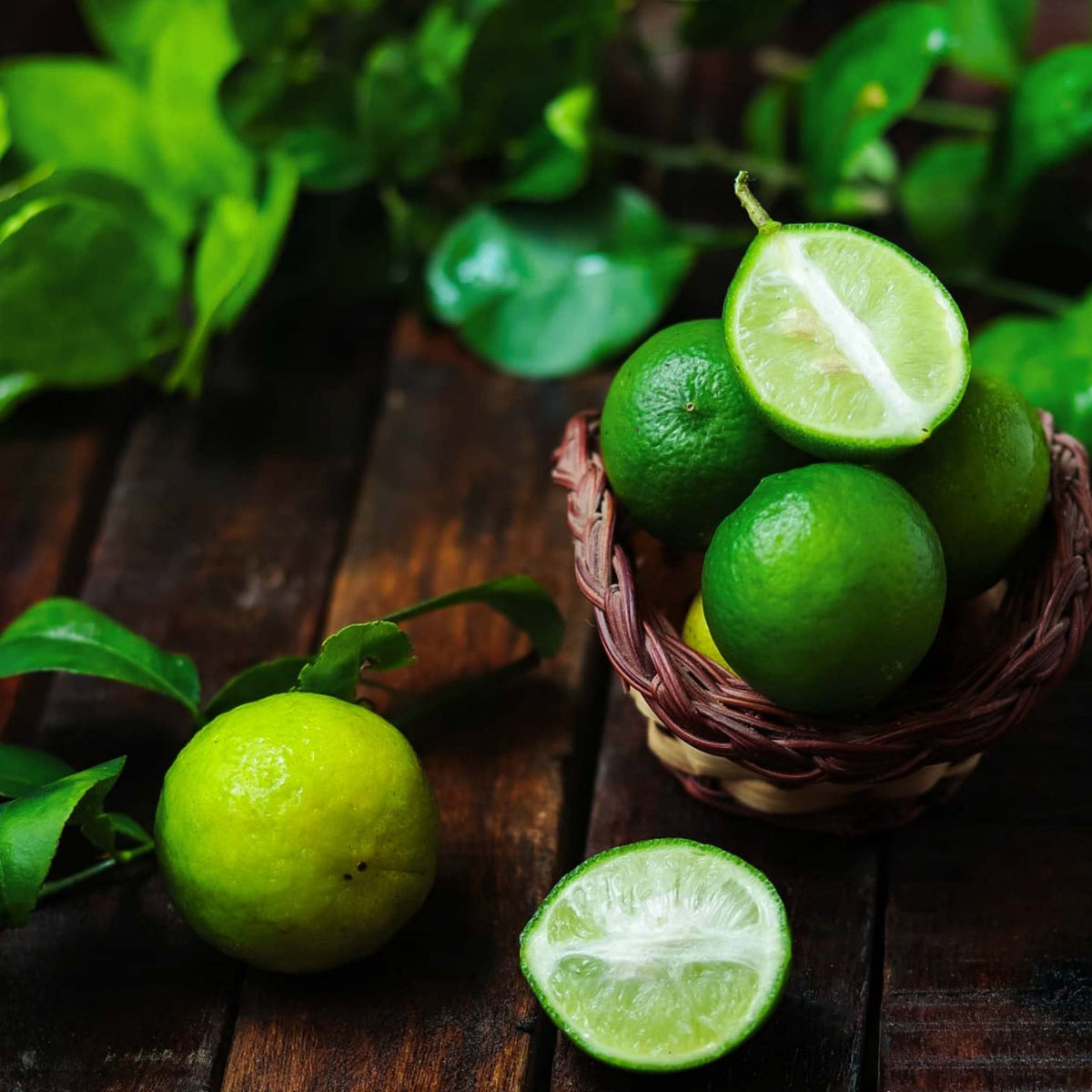 Key lime tree with glossy green leaves and small round limes (view 3)