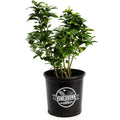 Key lime tree with glossy green leaves and small round limes (view 4)