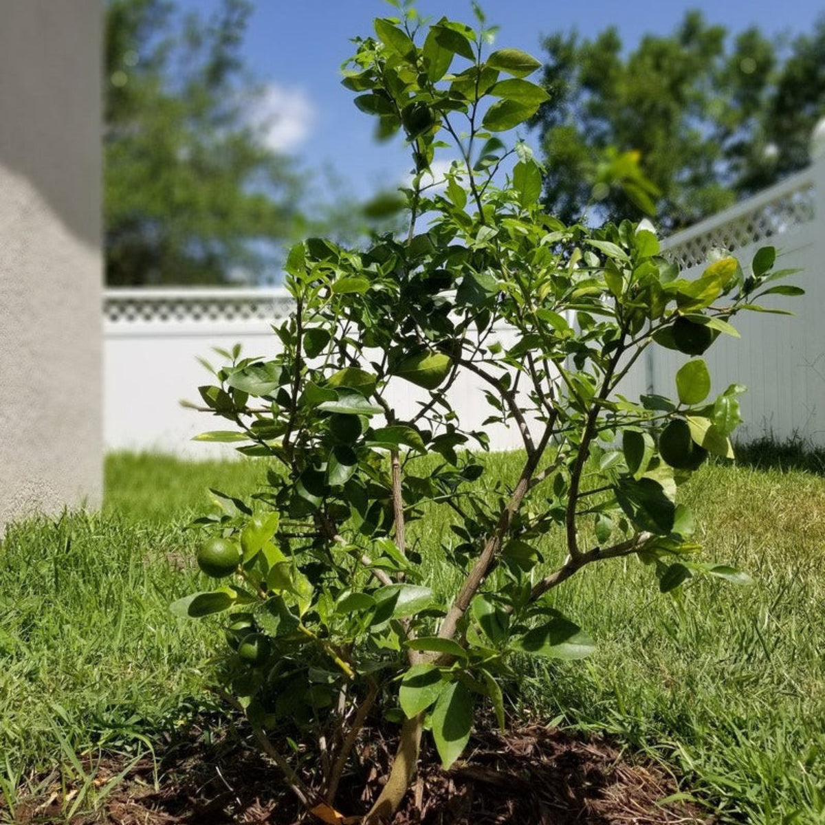 Key lime tree with glossy green leaves and small round limes