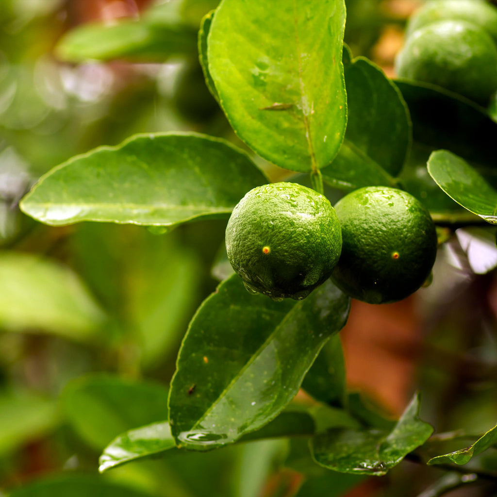 Key lime tree with glossy green leaves and small round limes (view 2)