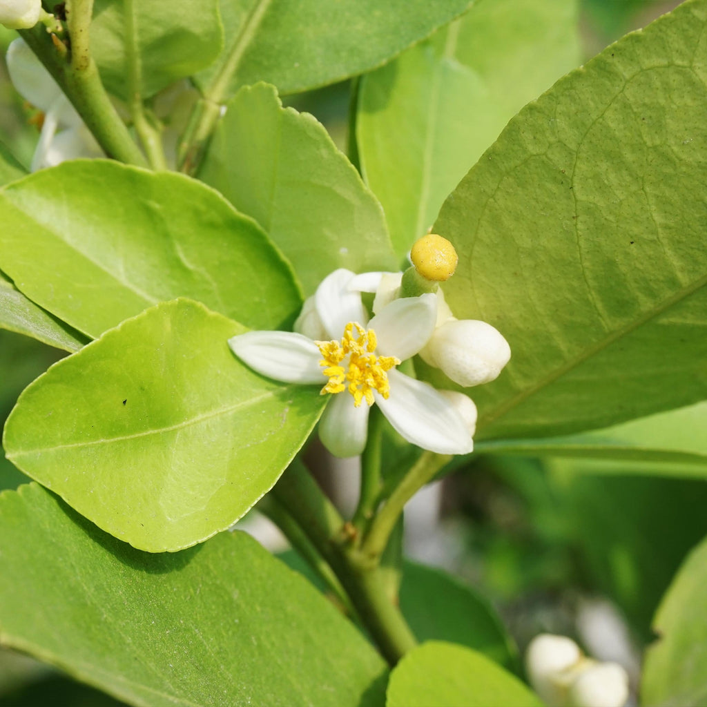 Key lime tree with glossy green leaves and small round limes (view 3)