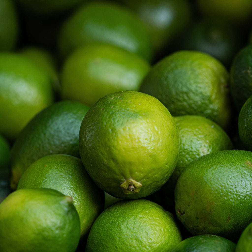 Key lime tree with glossy green leaves and small round limes (view 4)