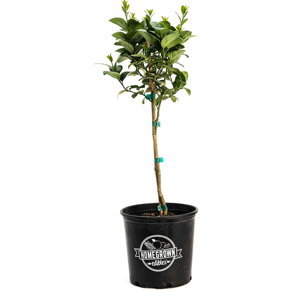 Key lime tree with glossy green leaves and small round limes (view 5)