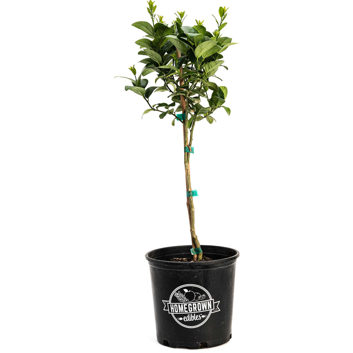 Key lime tree with glossy green leaves and small round limes (view 5)