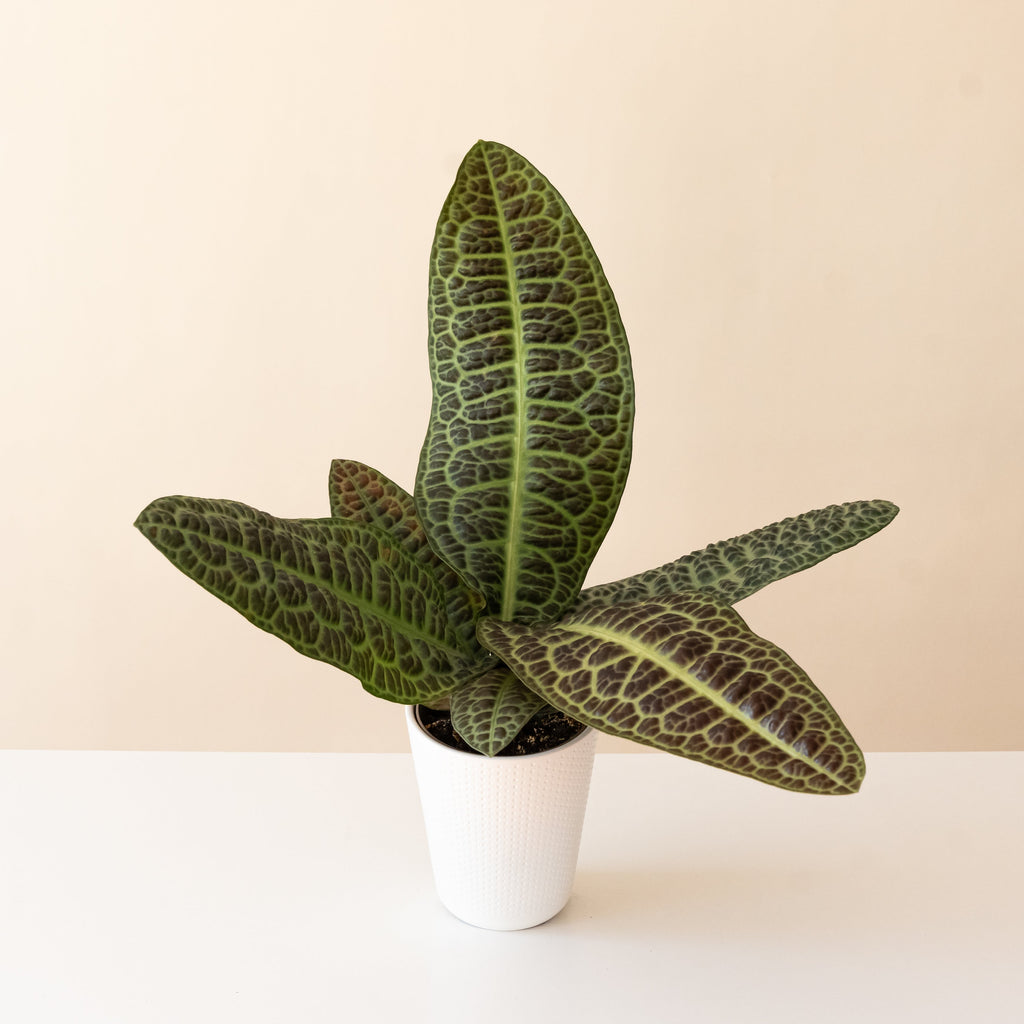 Labisia with glossy elliptical leaves patterned like a turtle shell