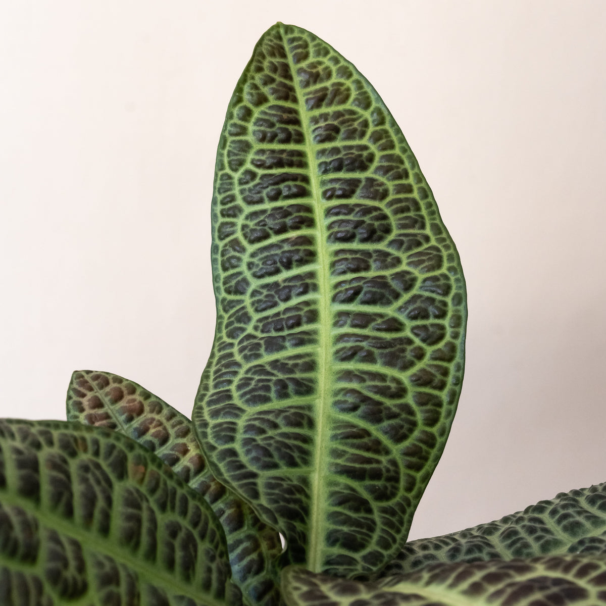 Labisia 'Kura Kura', view 2
