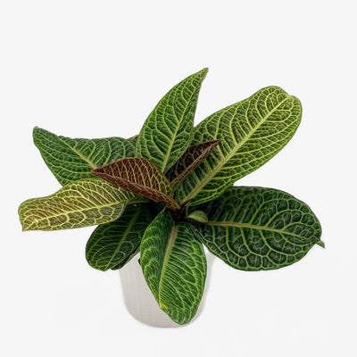Labisia 'Zebra'