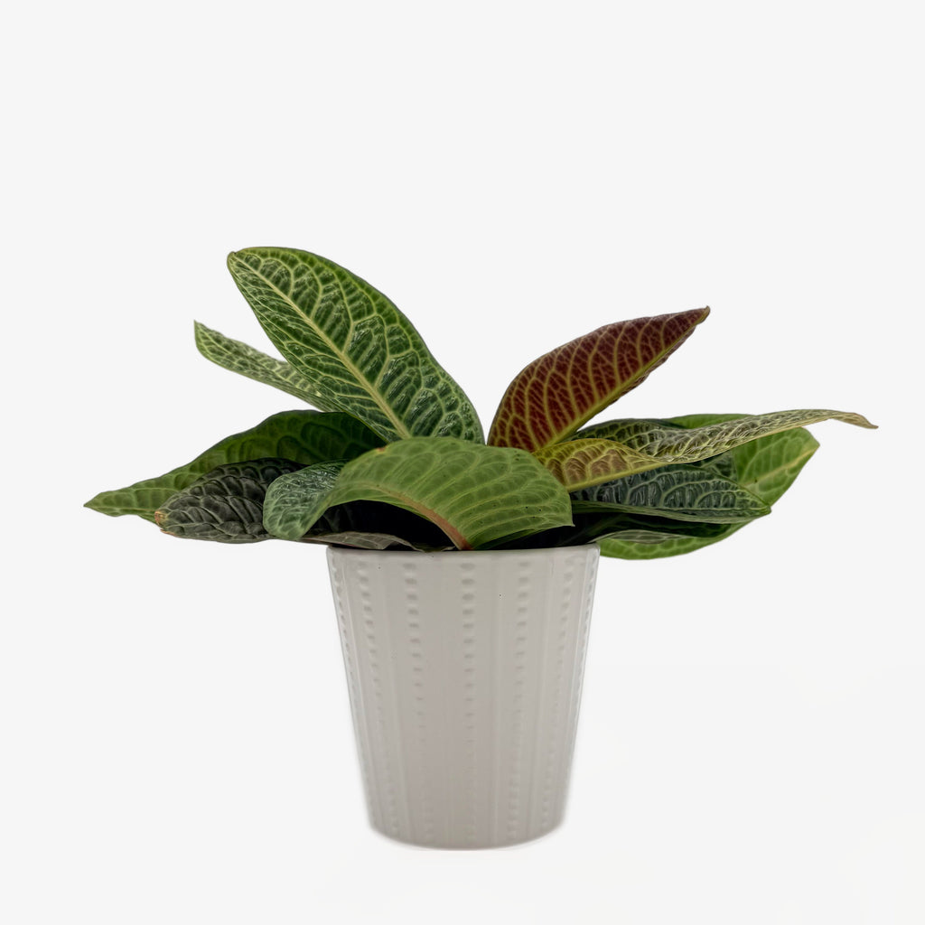 Labisia 'Zebra', view 2