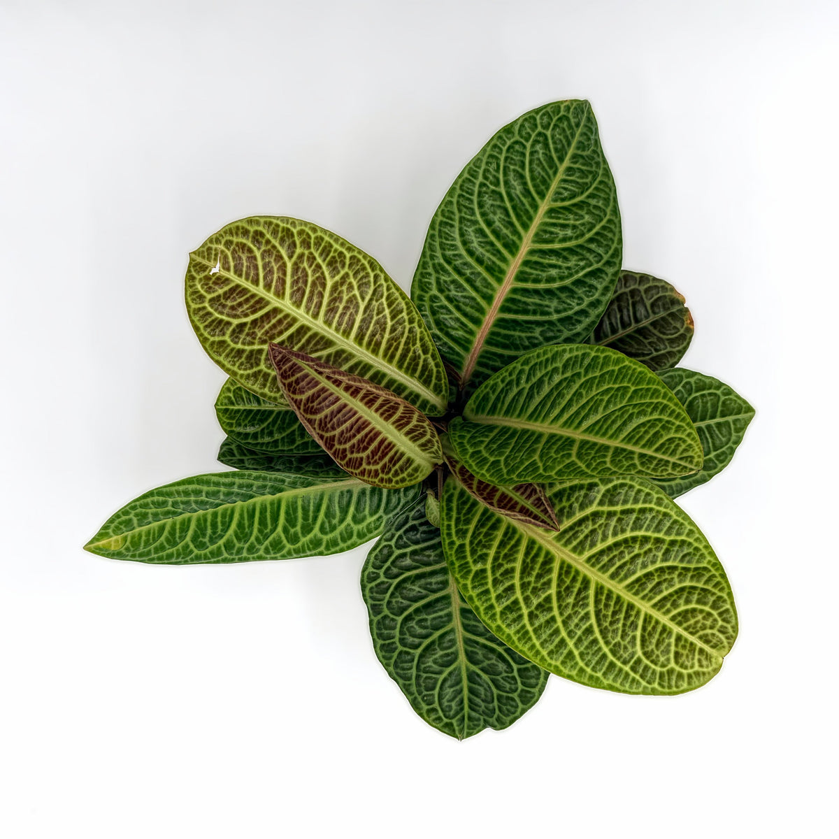 Labisia 'Zebra', view 3