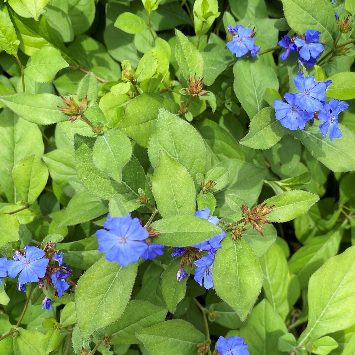 Low groundcover with deep blue five-petaled flowers and green leaves turning red (view 2)
