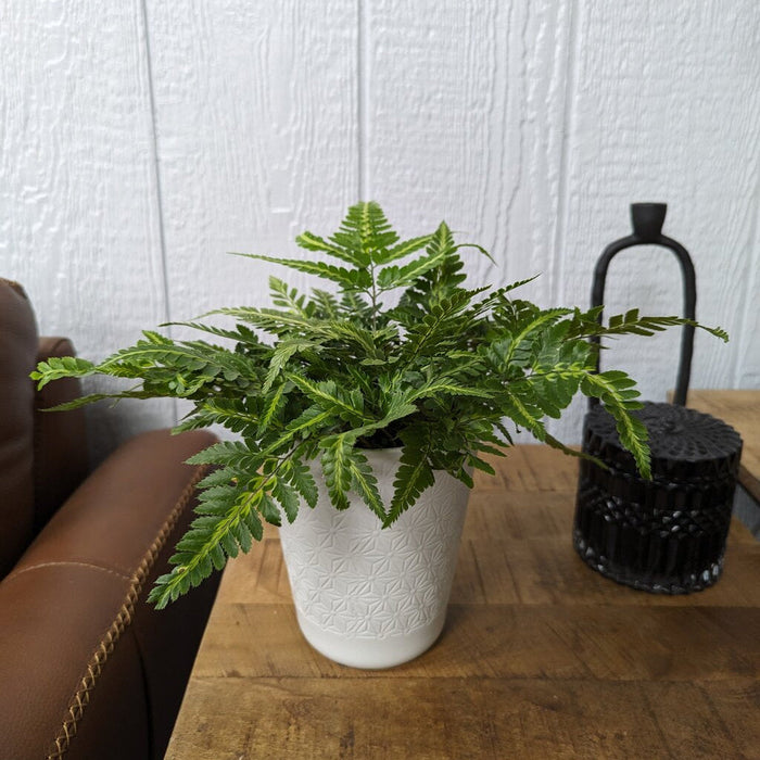 Leatherleaf Fern 'Ruffled Arrow'
