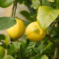 Lemon tree with bright yellow lemons among glossy green leaves