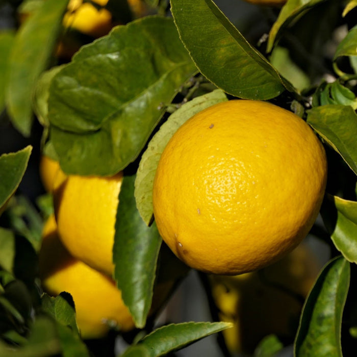 Lemon Tree 'New Zealand Lemonade'