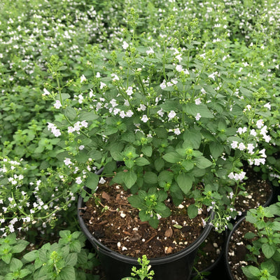 Lesser Calamint